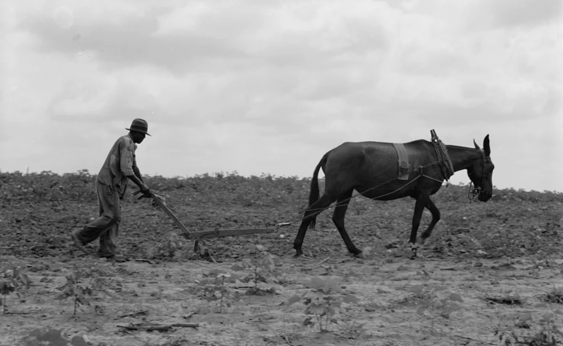 A sharecropper plowing a field behind a mule — the unkept promise of land.